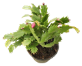 4" Christmas Cactus Assortment